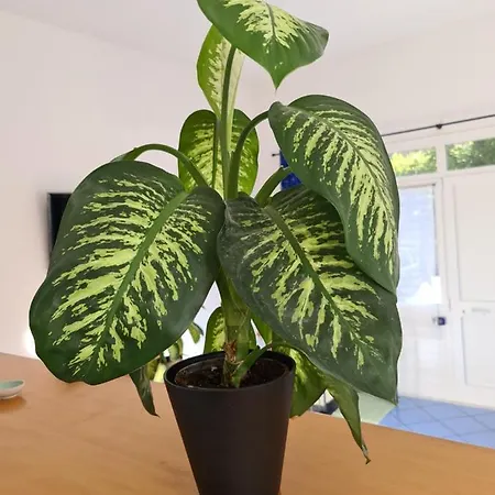 Ca' Da Elisa Monterosso al Mare