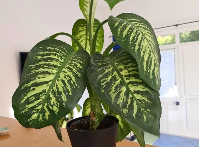 Ca' Da Elisa Monterosso al Mare